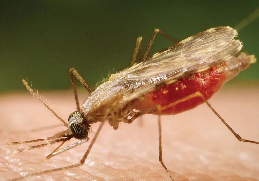 First vaccine against malaria not for adults — FG