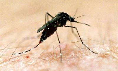 Flooding Heightens Risk of Mosquito-Borne Diseases In Australia