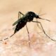 Flooding Heightens Risk of Mosquito-Borne Diseases In Australia