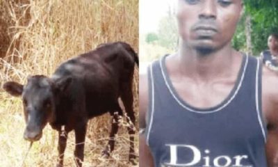 Police Arrest Ebonyi Man While Presenting Stolen Cow For Father-In-Law’s Burial Rites