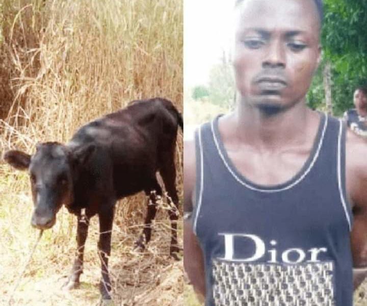 Police Arrest Ebonyi Man While Presenting Stolen Cow For Father-In-Law’s Burial Rites