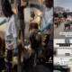 Dog Owners Swarm Into Naira Marley's home