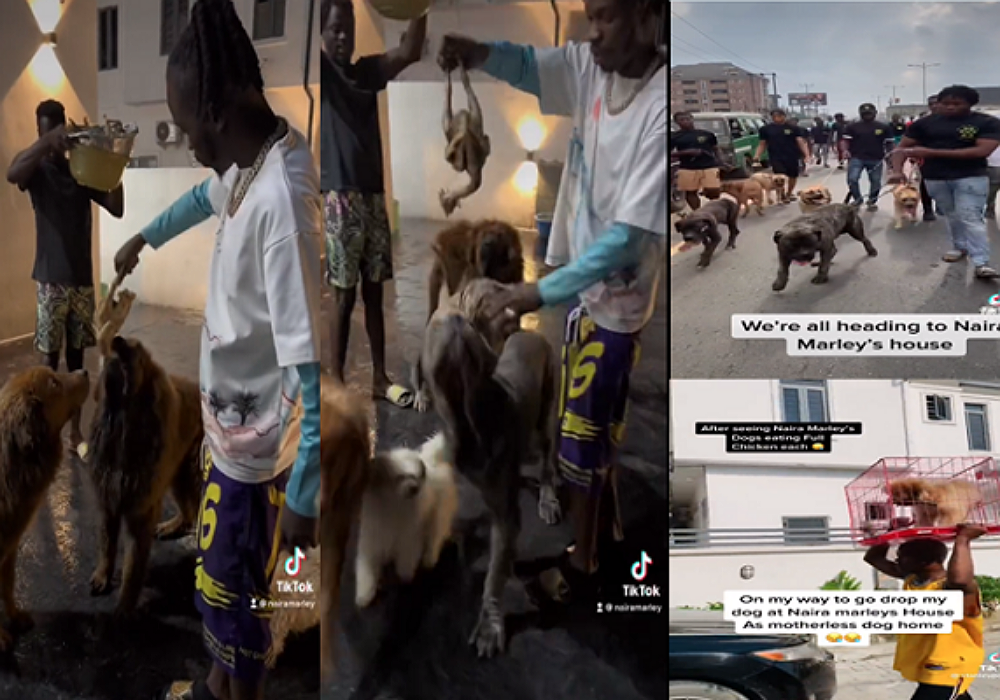 Dog Owners Swarm Into Naira Marley's home