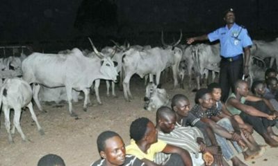 Sokoto Police Arrests Cattle Rustlers For Killing APC Ward Chairman