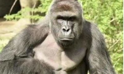 Gorillas Pose Threat Among Farmers In Cross River