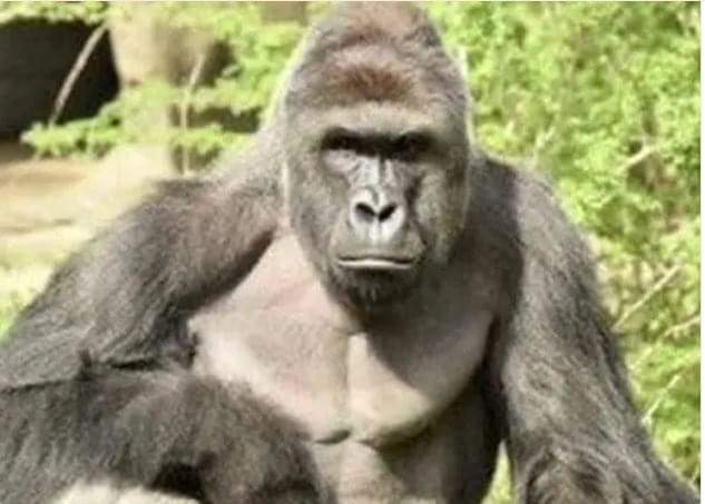 Gorillas Pose Threat Among Farmers In Cross River