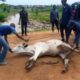 FCTA Arrest 4 Cows, 7 Beggars For Environmental Nuisance